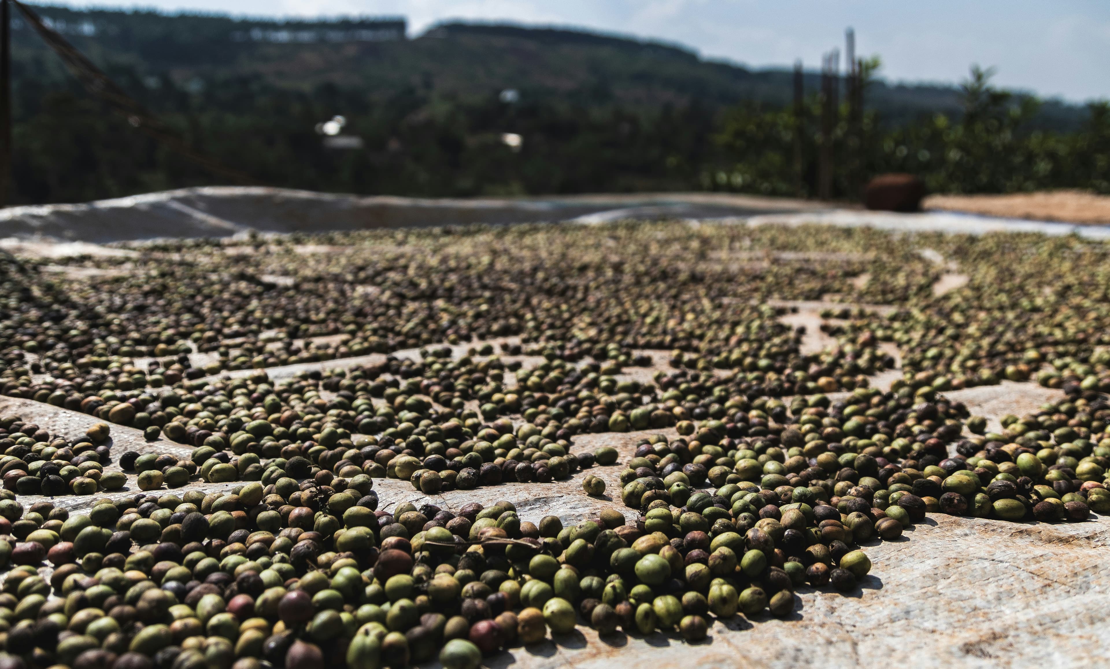 Boosting Coffee Exports via Commodity Sourcing